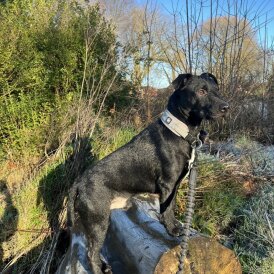 Patterdale Terrier