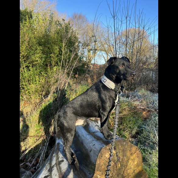 Patterdale Terrier