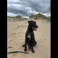 Patterdale Terrier