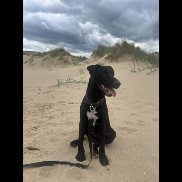 Patterdale Terrier