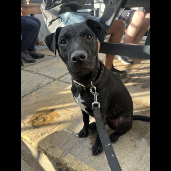 Patterdale Terrier