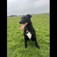 Patterdale Terrier