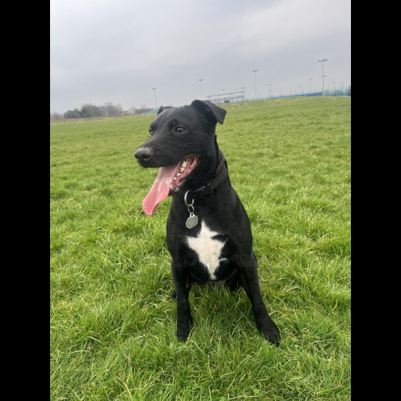 Patterdale Terrier