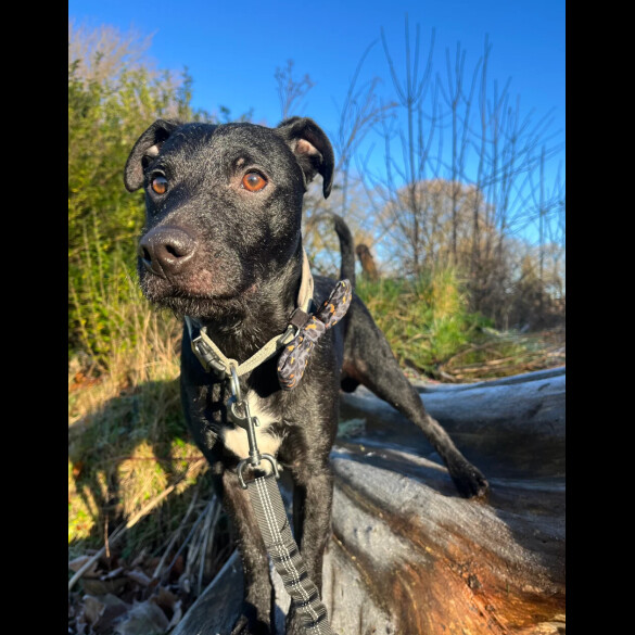 Patterdale Terrier