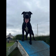 Patterdale Terrier