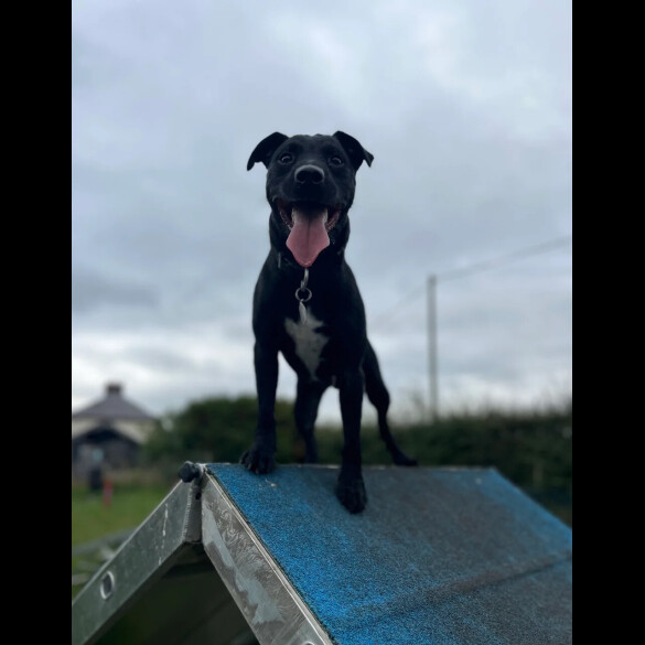 Patterdale Terrier
