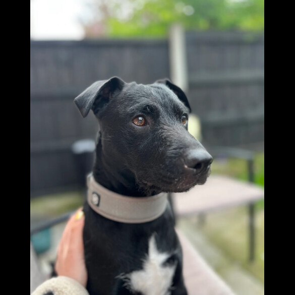 Patterdale Terrier