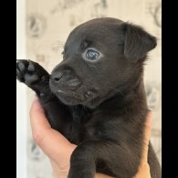 Patterdale Terrier - Both