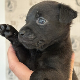Patterdale Terrier - Both