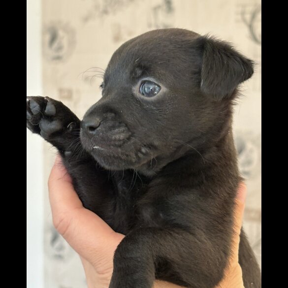 Patterdale Terrier - Both
