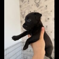 Patterdale Terrier - Both