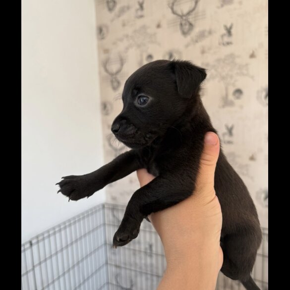 Patterdale Terrier - Both