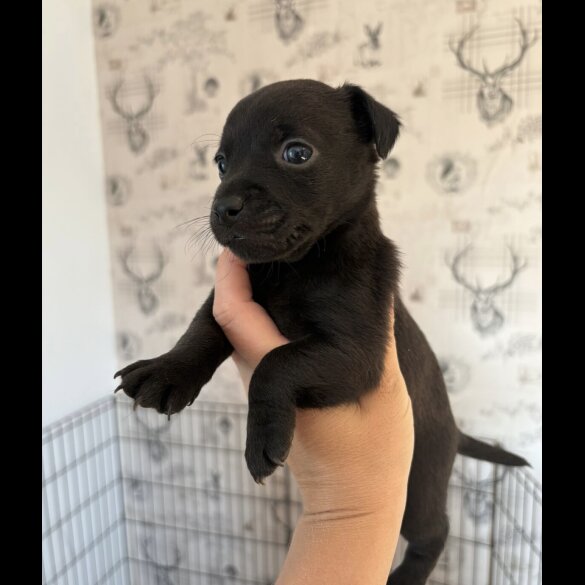 Patterdale Terrier - Both