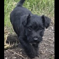 Patterdale Terrier - Both