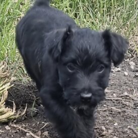 Patterdale Terrier - Both