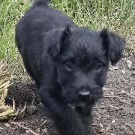 Patterdale Terrier - Both