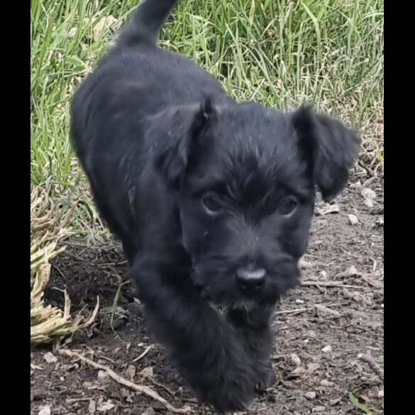 Patterdale Terrier - Both