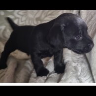 Patterdale Terrier - Both