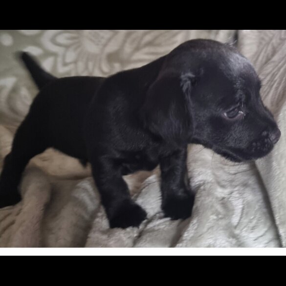Patterdale Terrier - Both