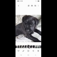 Patterdale Terrier - Both