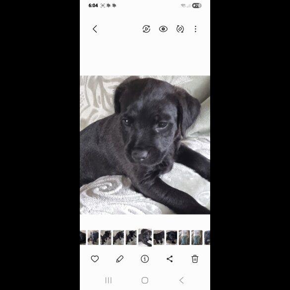 Patterdale Terrier - Both