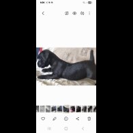 Patterdale Terrier - Both