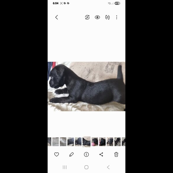 Patterdale Terrier - Both