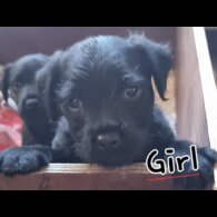 Patterdale Terrier - Both