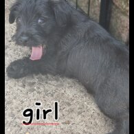 Patterdale Terrier - Both