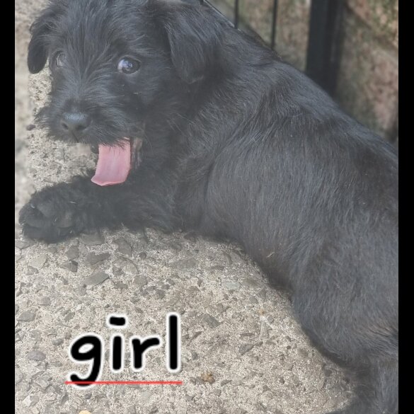 Patterdale Terrier - Both