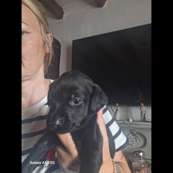 Labrador Retriever - Both