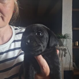 Labrador Retriever - Both
