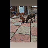 Presa Canario - Both