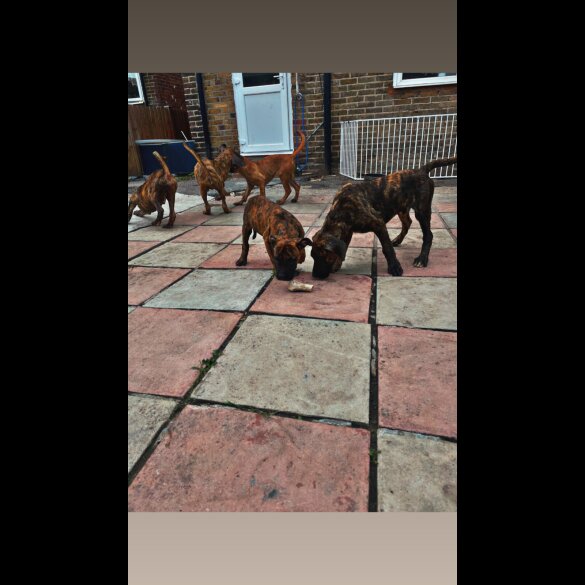 Presa Canario - Both