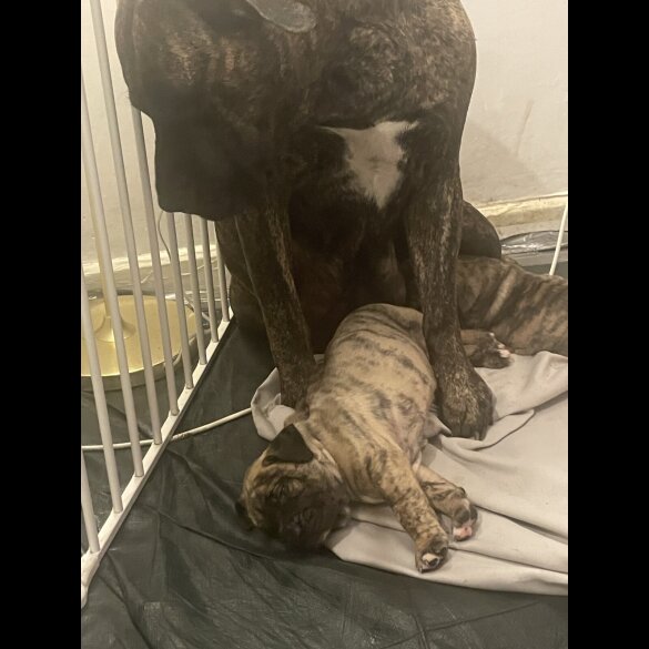 Presa Canario - Both