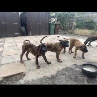Presa Canario - Both