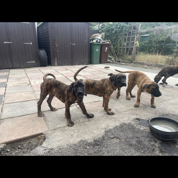 Presa Canario - Both