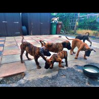 Presa Canario - Both