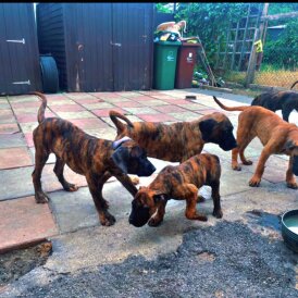 Presa Canario - Both