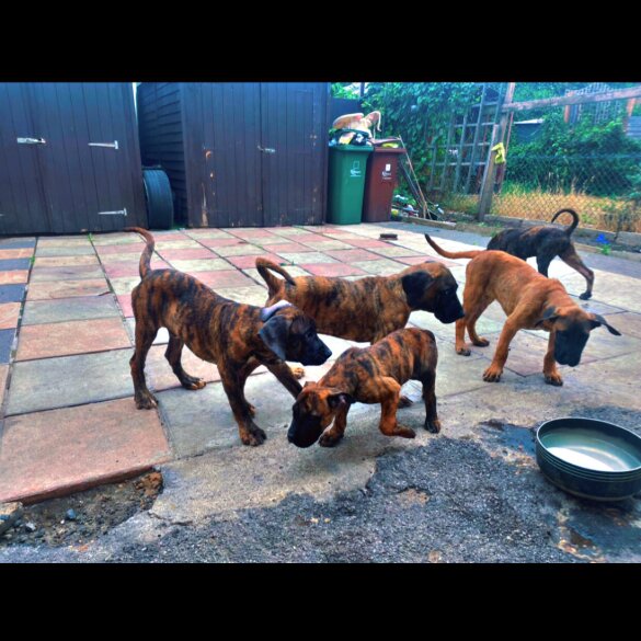 Presa Canario - Both