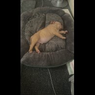 American Bulldog - Dogs
