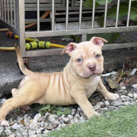 American Bulldog - Dogs