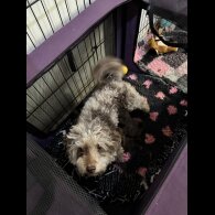Pomapoo - Dogs