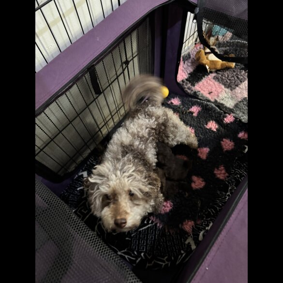 Pomapoo - Dogs