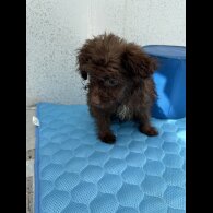Pomapoo - Dogs