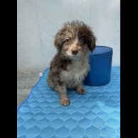 Pomapoo - Dogs