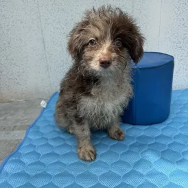 Pomapoo - Dogs