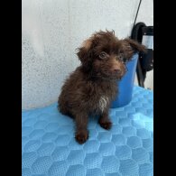 Pomapoo - Dogs