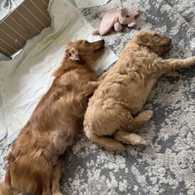 Cockapoo - Bitches