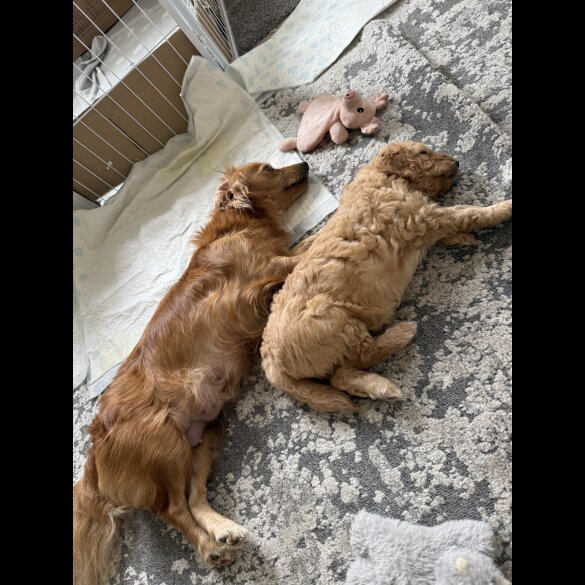 Cockapoo - Bitches